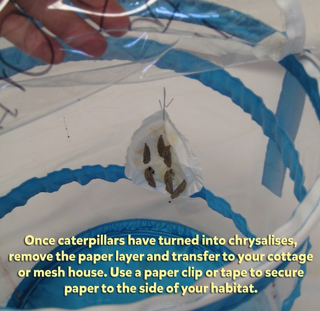 Butterfly Care Celebrate Earth