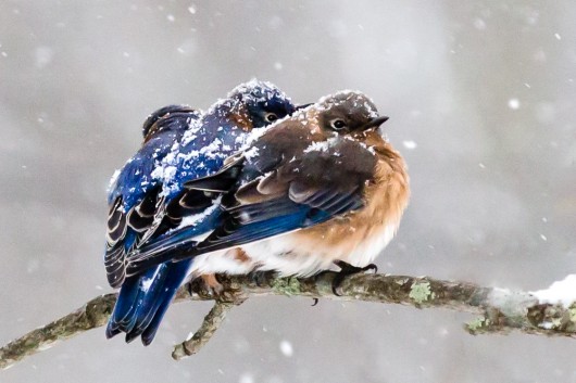 How to Help Birds in Winter! | Celebrate Planet Earth